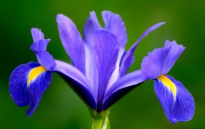 215031746-blauwe-iris-sibirica-hoogte-0-60-cm-bloeitijd-mei-juni